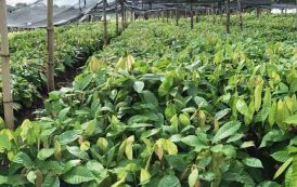 La Côte d'Ivoire et le Ghana main dans la main pour sauver le cacao d’un virus